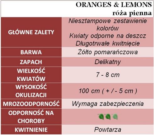 Oranges & Lemons róże pienne gł. zal.